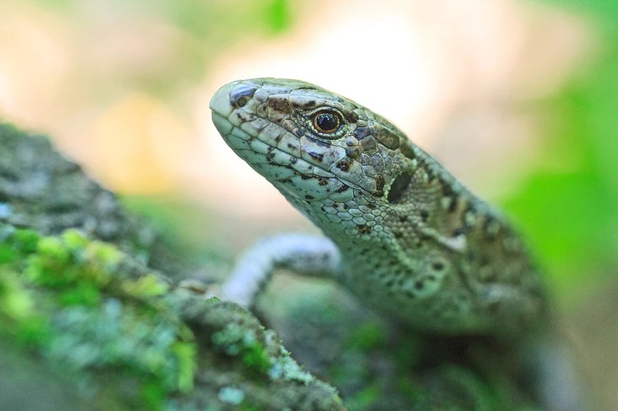Światowy Dzień Zwierząt, Fot. Piotr Szumigaj WPK