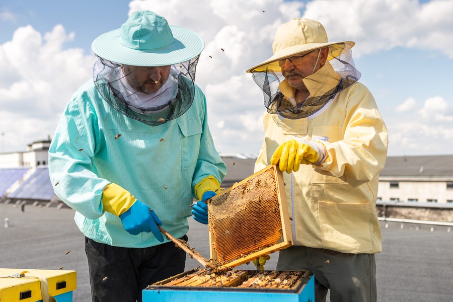 Miodobranie na dachu Urzędu Marszałkowskiego, fot. Szymon Zdziebło/tarantoga.pl dla UMWKP