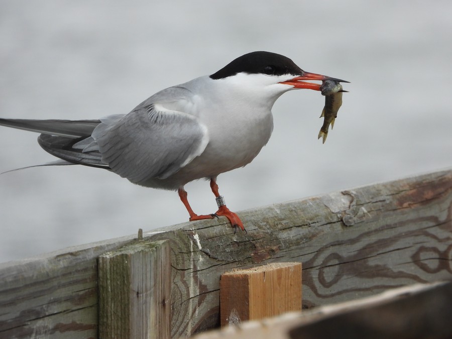 Rybitwy na barce lęgowej zacumowanej na Wiśle między Świeciem a Chełmnem. Fot. Zespół Parków Krajobrazowych nad Dolną Wisłą