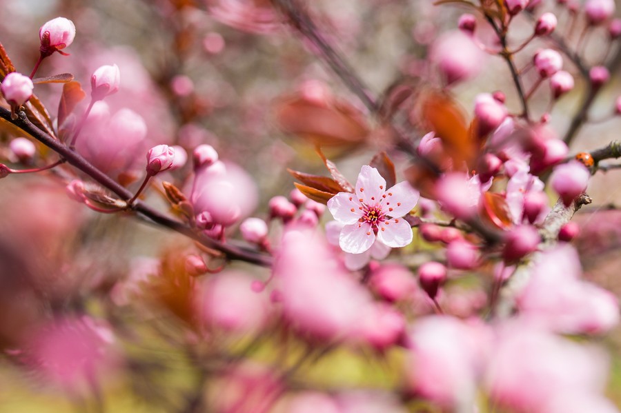 Wiosna 2022, fot. Andrzej Goinski