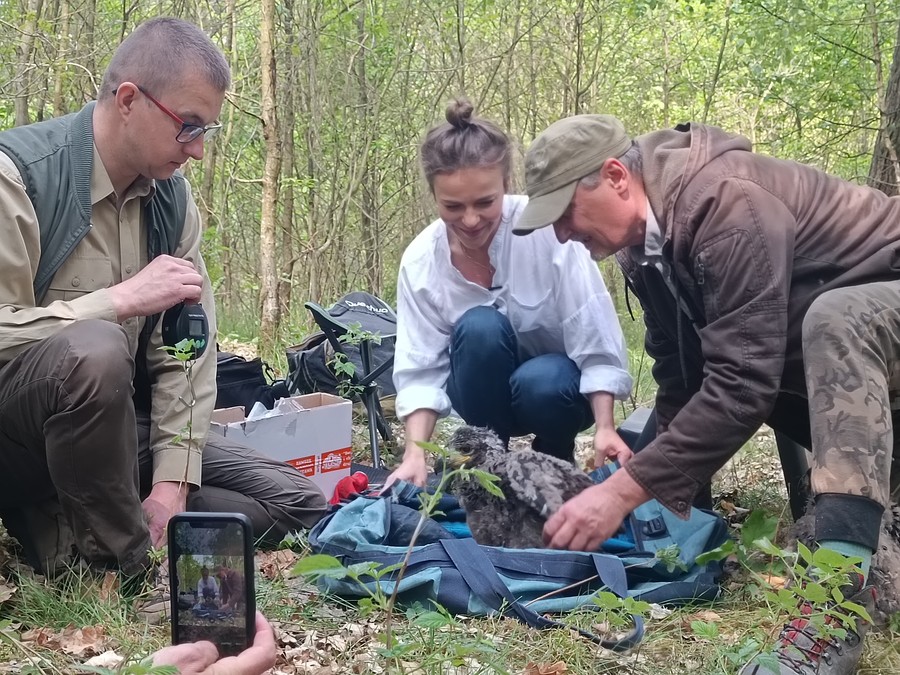 Ważenie bielików fot. KPK