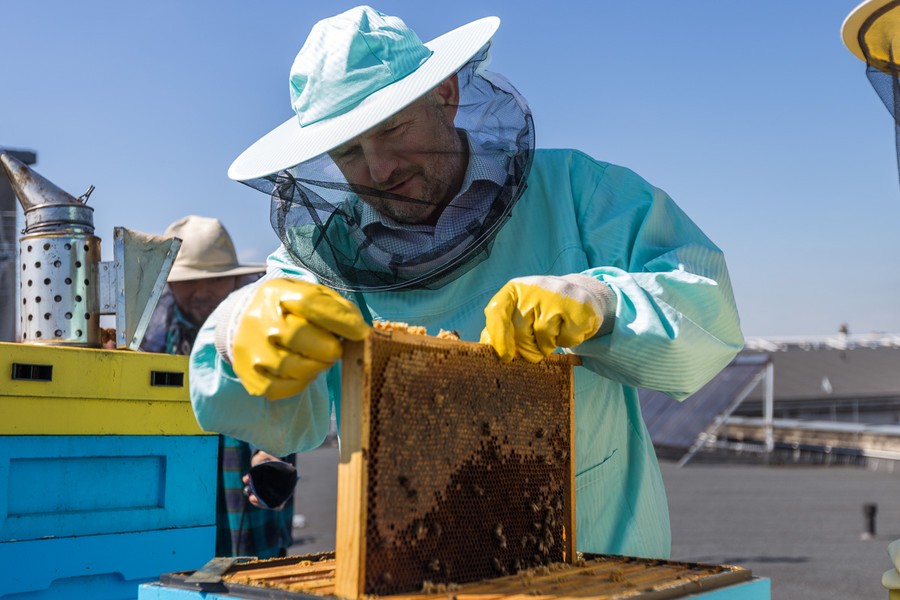 Marszałek podczas miodobrania na dachu Urzędu, fot. Szymon Zdziebło/tarantoga.pl dla UMWKP