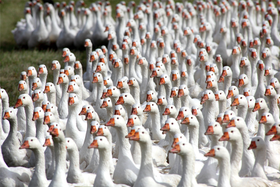 Gęsi, fot. Daniel Pach