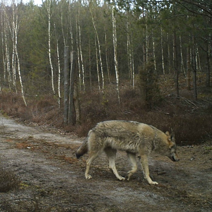 Wilk szary 27.03.2022 kamera TPK