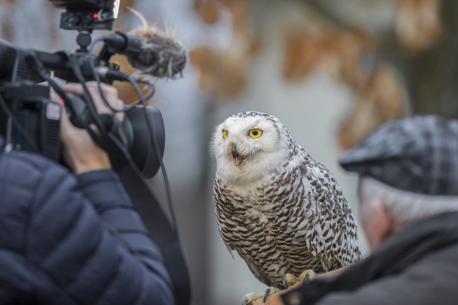 Noc Sów we Wdeckim Parku Krajobrazowym, fot. Daniel Pach dla UMWKP