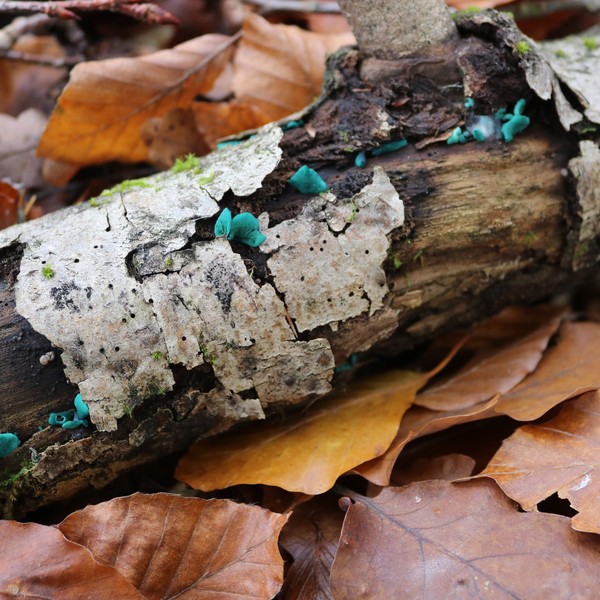 Chlorówka drobna Chlorociboria aeruginascens -gatunek o niezwykłej turkusowej barwie owocników - fot. B. Grzesiak