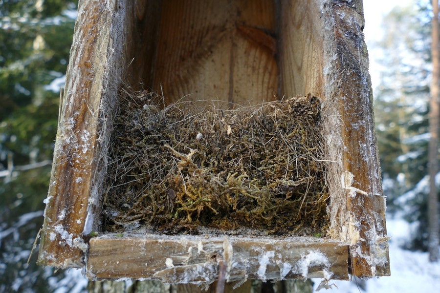 Gniazdo w budce fot. Archiwum KPK