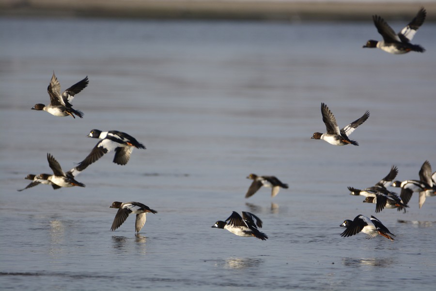 Gągoły, fot. Katarzyna Czubachowska