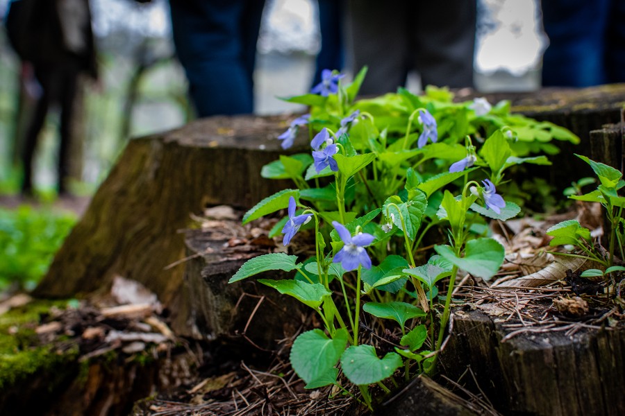 Fiołek leśny (fot. GLPK)