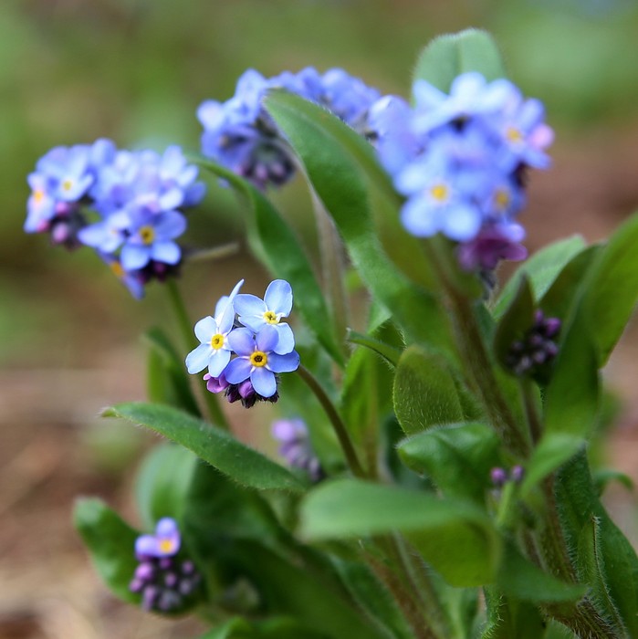 Niezapominajka leśna fot. Rafał Borzyszkowski