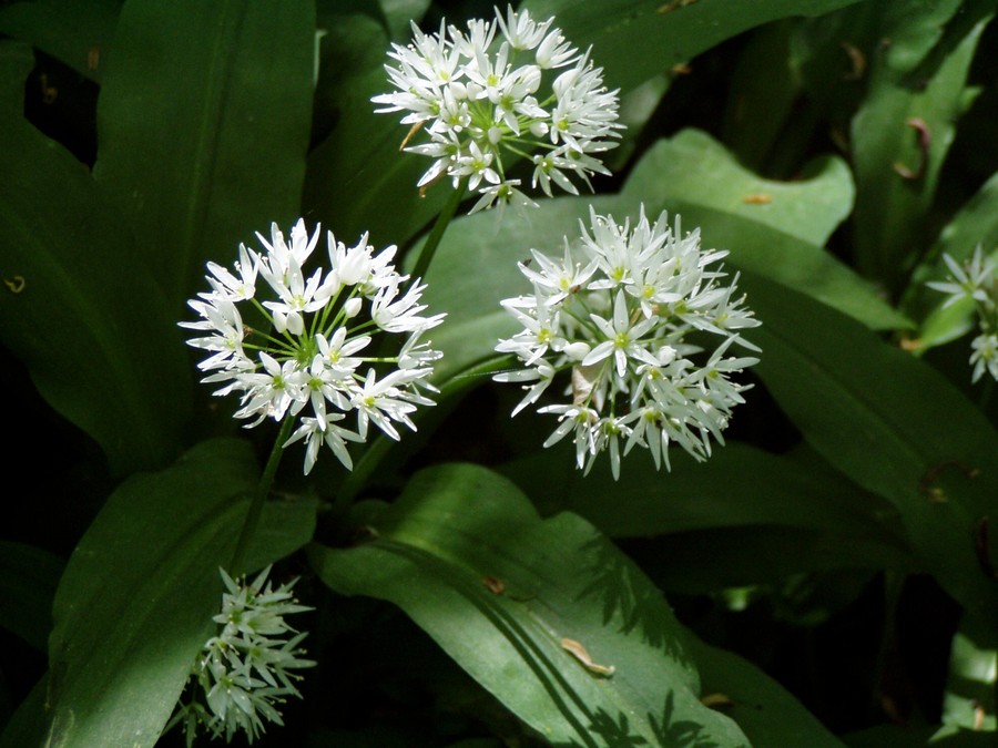 Czosnek niedźwiedzi (fot. Piotr Witkowski)