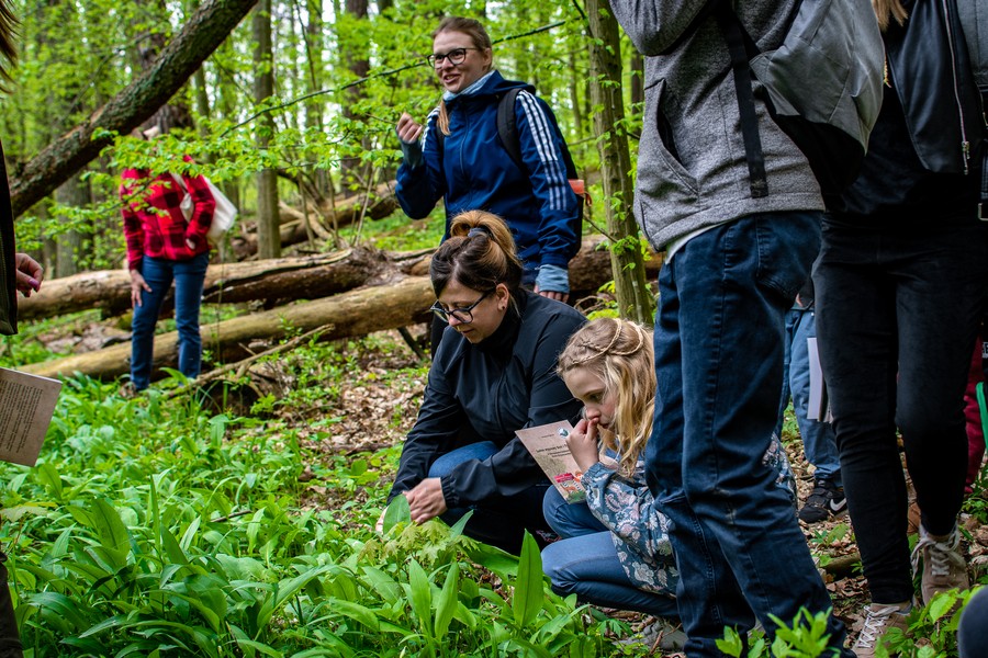 Stanowisko czosnku niedźwiedziego (fot. GLPK)