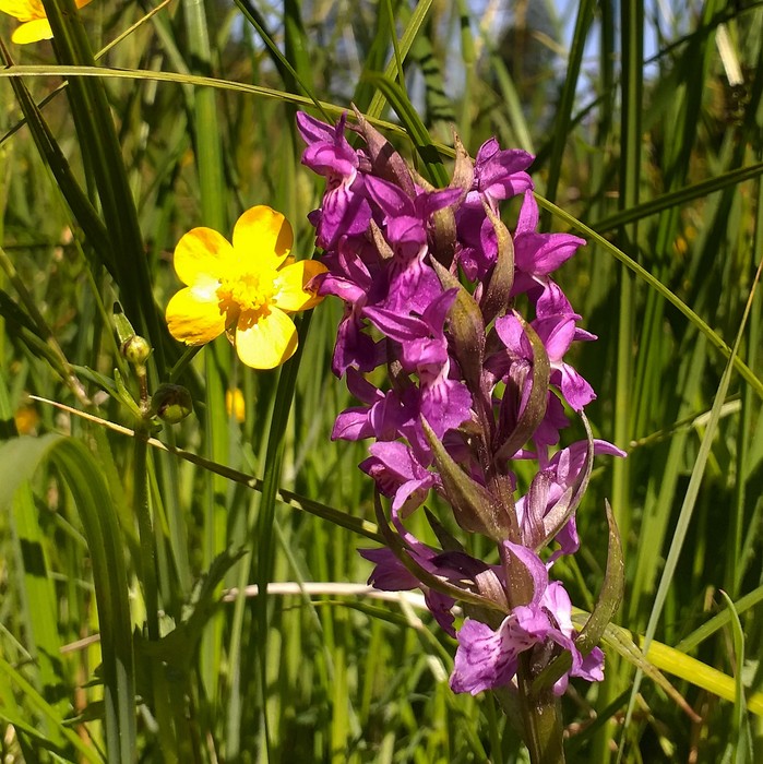 Dactylorhiza incarnata. fot. Rafał Borzyszkowski