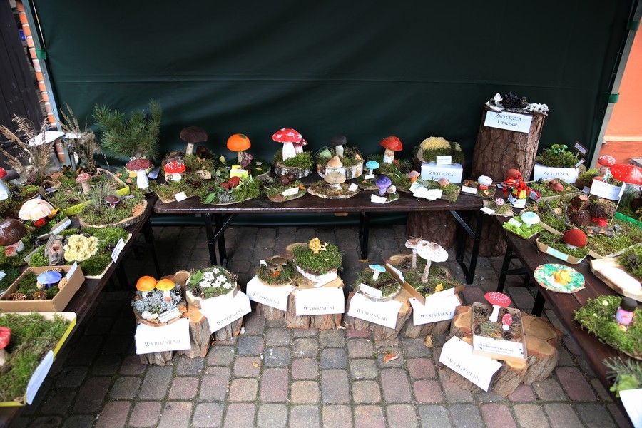 Wystawa prac w konkursie na modele grzybów, fot. Rafał Borzyszkowski