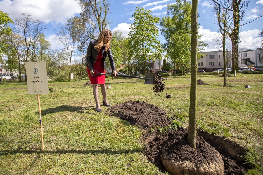 Sadzenie drzewek w Parku Tysiąclecia, fot. Szymon Zdziebło/tarantoga.pl dla UMWKP