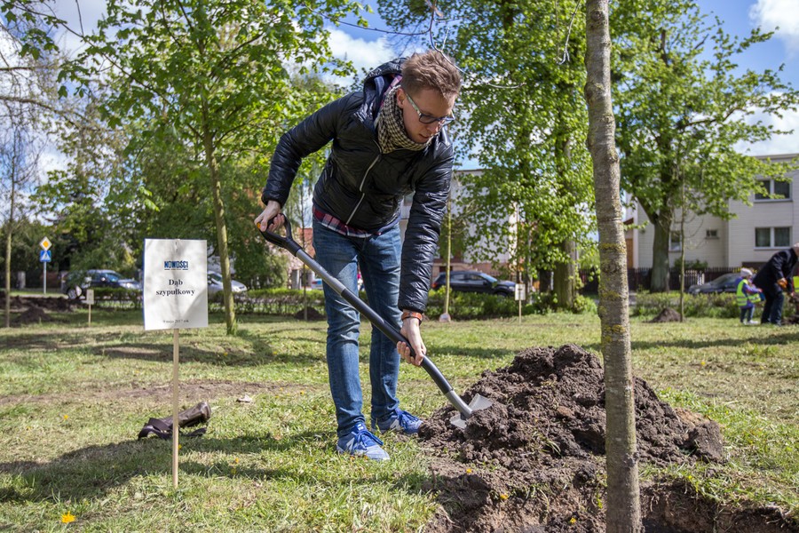 Sadzenie drzewek w Parku Tysiąclecia, fot. Szymon Zdziebło/tarantoga.pl dla UMWKP