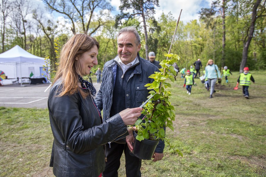 Sadzenie drzewek w Parku Tysiąclecia, fot. Szymon Zdziebło/tarantoga.pl dla UMWKP