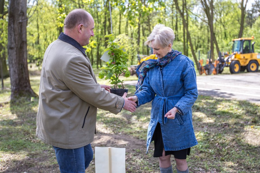 Sadzenie drzewek w Parku Tysiąclecia, fot. Szymon Zdziebło/tarantoga.pl dla UMWKP
