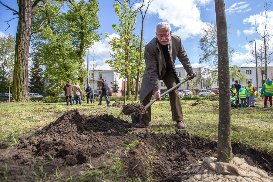 Sadzenie drzewek w Parku Tysiąclecia, fot. Szymon Zdziebło/tarantoga.pl dla UMWKP