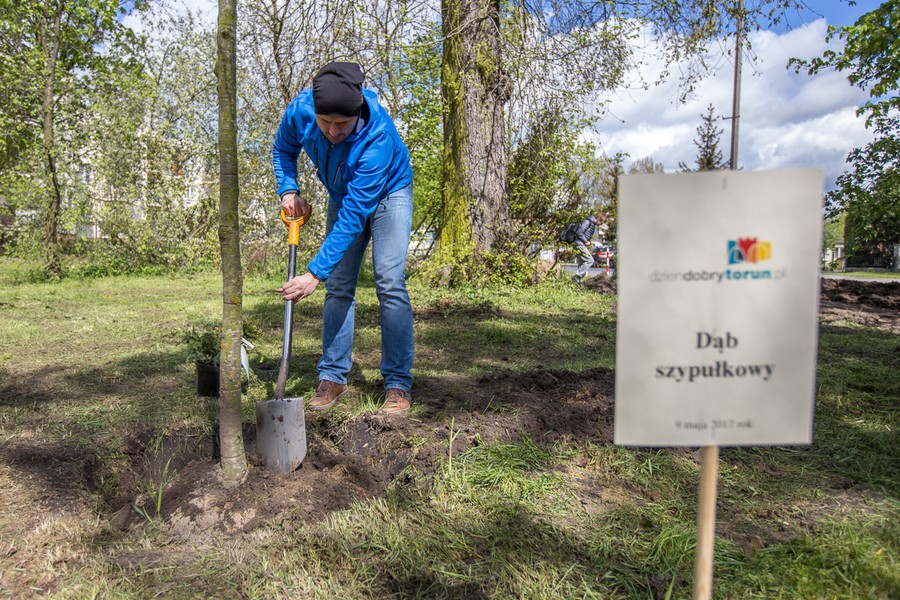 Sadzenie drzewek w Parku Tysiąclecia, fot. Szymon Zdziebło/tarantoga.pl dla UMWKP