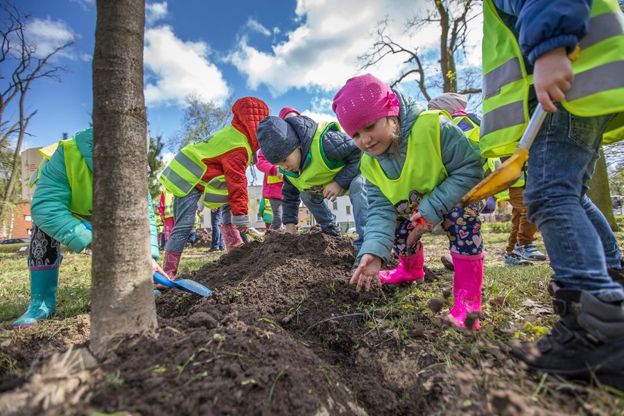 Sadzenie drzewek w Parku Tysiąclecia, fot. Szymon Zdziebło/tarantoga.pl dla UMWKP