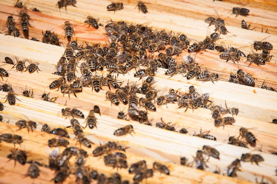 Pasieka na dachu Urzędu Marszałkowskiego, fot. Jacek Piotrowski