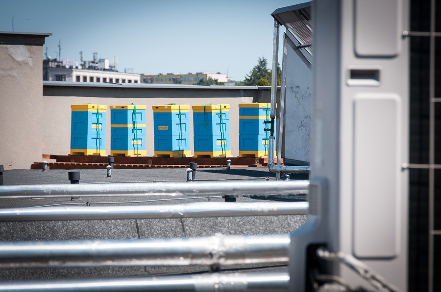 Pasieka na dachu Urzędu Marszałkowskiego, fot. Jacek Piotrowski