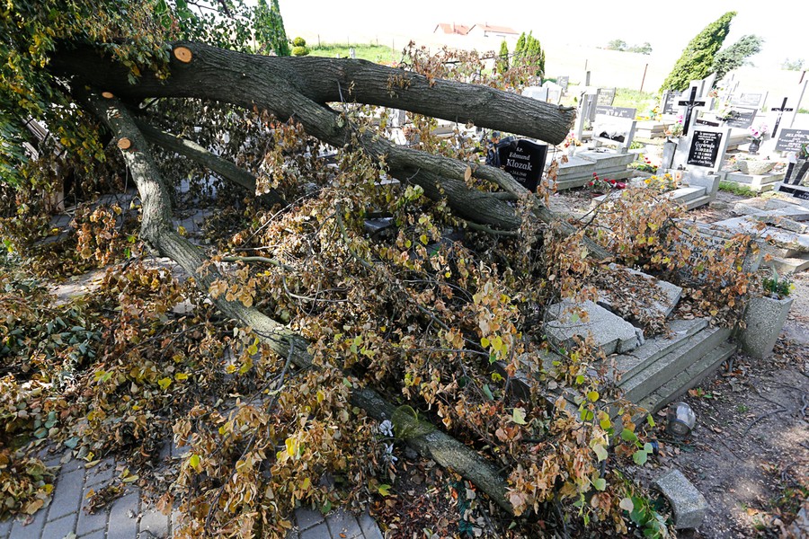 Wolontariusze oraz strażacy ochotnicy pomagali w usuwaniu skutków nawałnicy w gminie Sośno, fot. Mikołaj Kuras