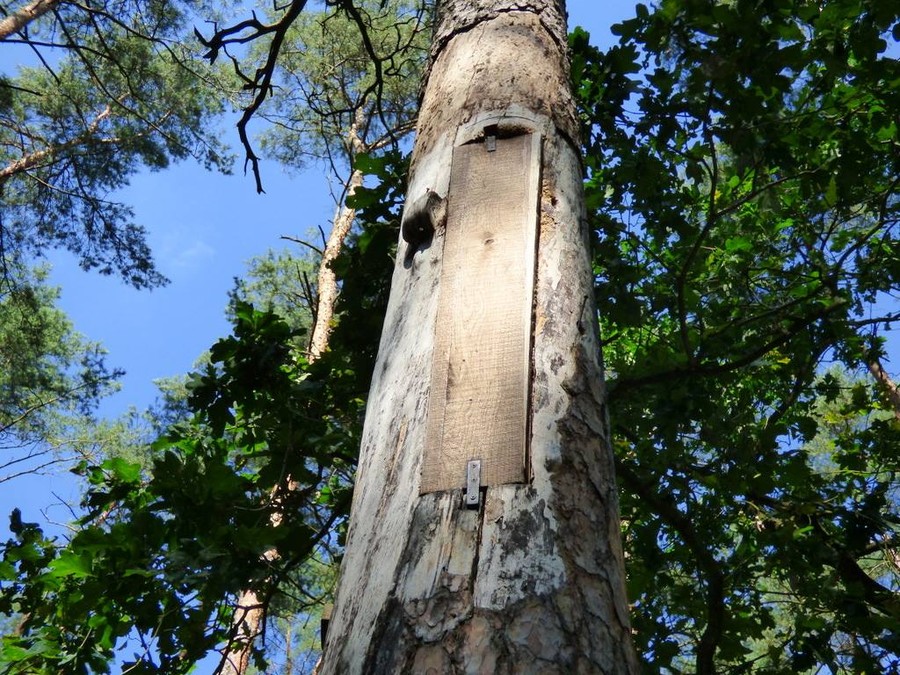 warsztaty terenowe związane z obchodami Międzynarodowego Dnia Pszczół