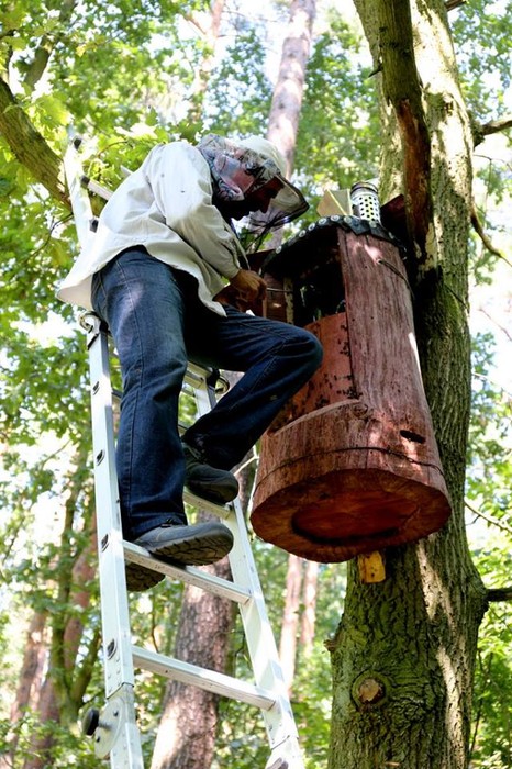 warsztaty terenowe związane z obchodami Międzynarodowego Dnia Pszczół