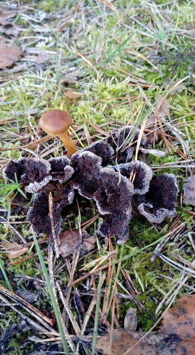 Zieloni edukatorzy odkrywają tajemnice grzybów - szkolenie ED-EK