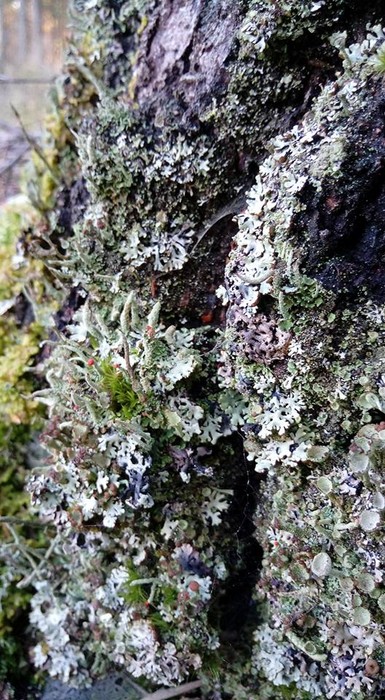 Zieloni edukatorzy odkrywają tajemnice grzybów - szkolenie ED-EK