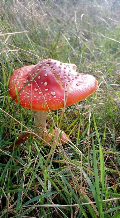 Zieloni edukatorzy odkrywają tajemnice grzybów - szkolenie ED-EK