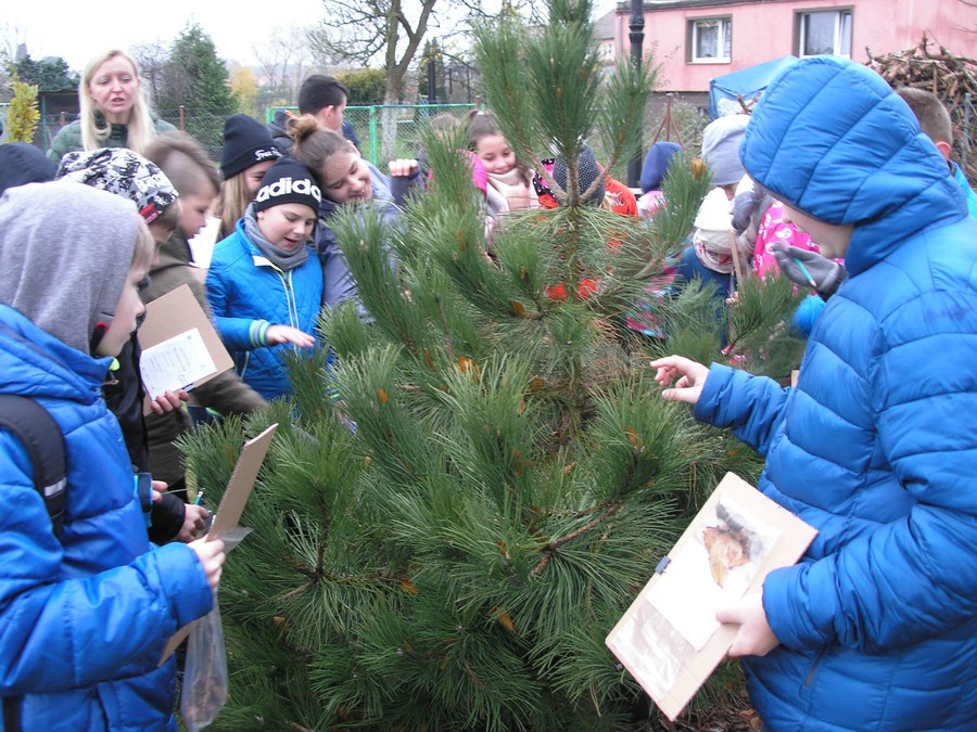 W dniu 10.11.2017 w Osiu gościła grupa uczniów ze Szkoły Podstawowej nr 7 ze Świecia