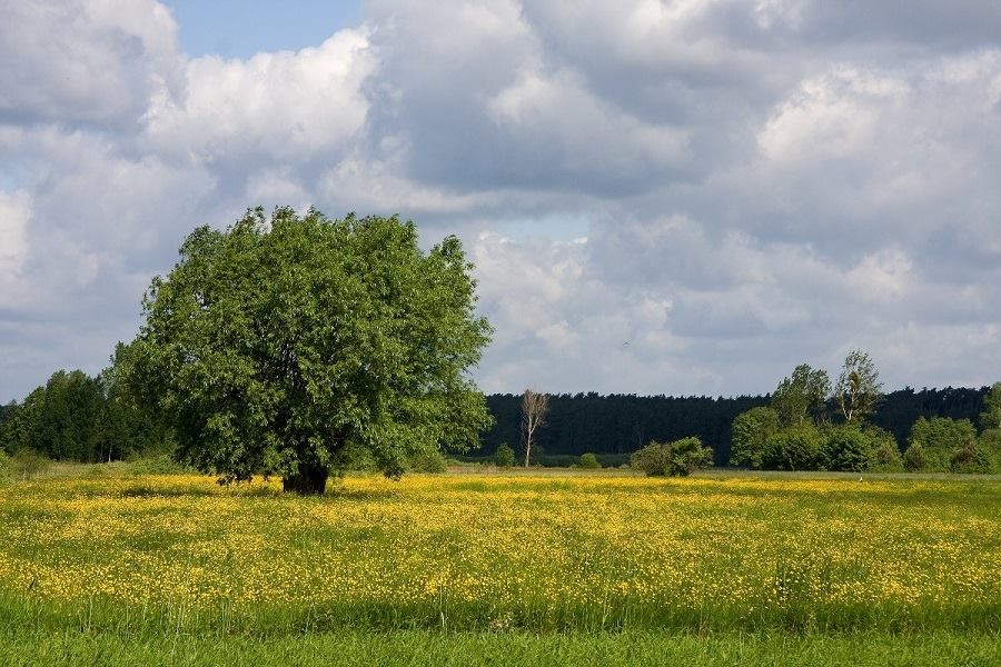 fot. Piotr Twardowski