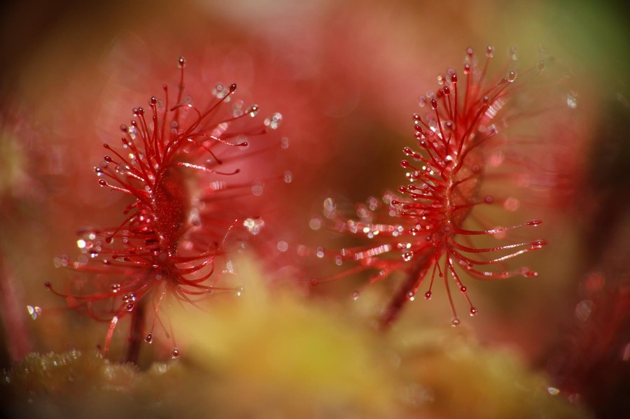 Rozsiczka okrągłolistna fot. Piotr Szumigaj
