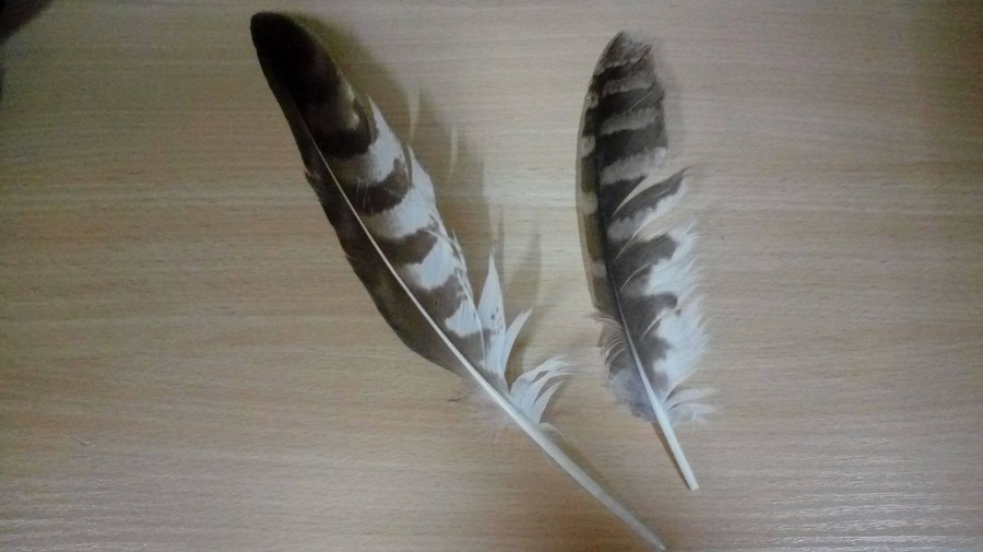 Noc sów - 26.03.2018