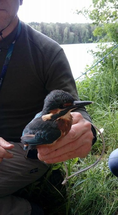 Zimorodek WPK 09.07.2018