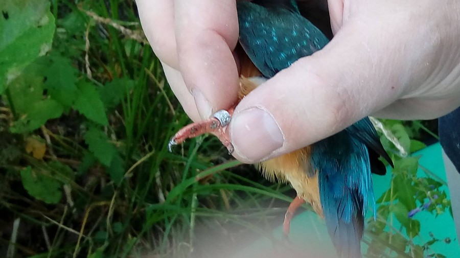 Zimorodek WPK 09.07.2018