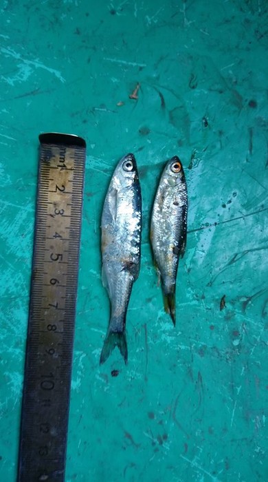 Zimorodek WPK 09.07.2018