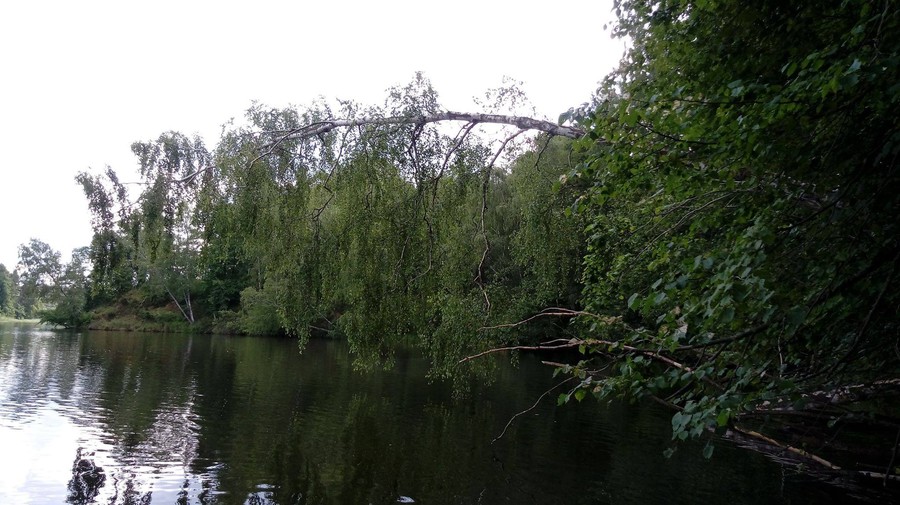 Zimorodek WPK 09.07.2018