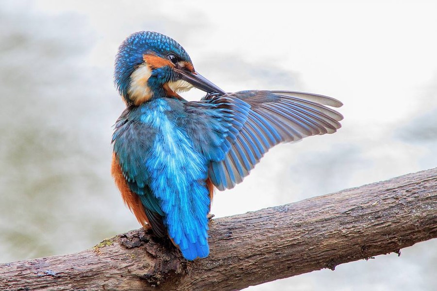 Zimorodek WPK 09.07.2018