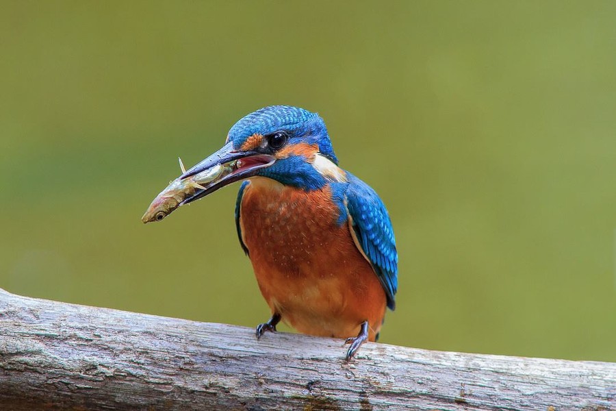 Zimorodek WPK 09.07.2018