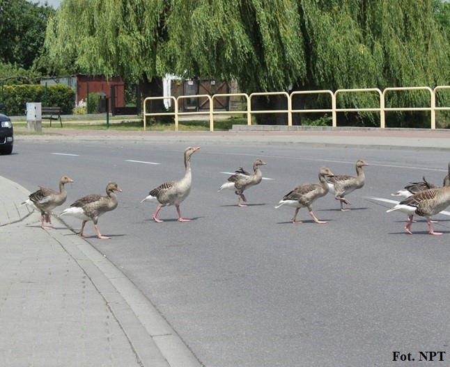 Gęś gęgawa 21.11.2018 NPT