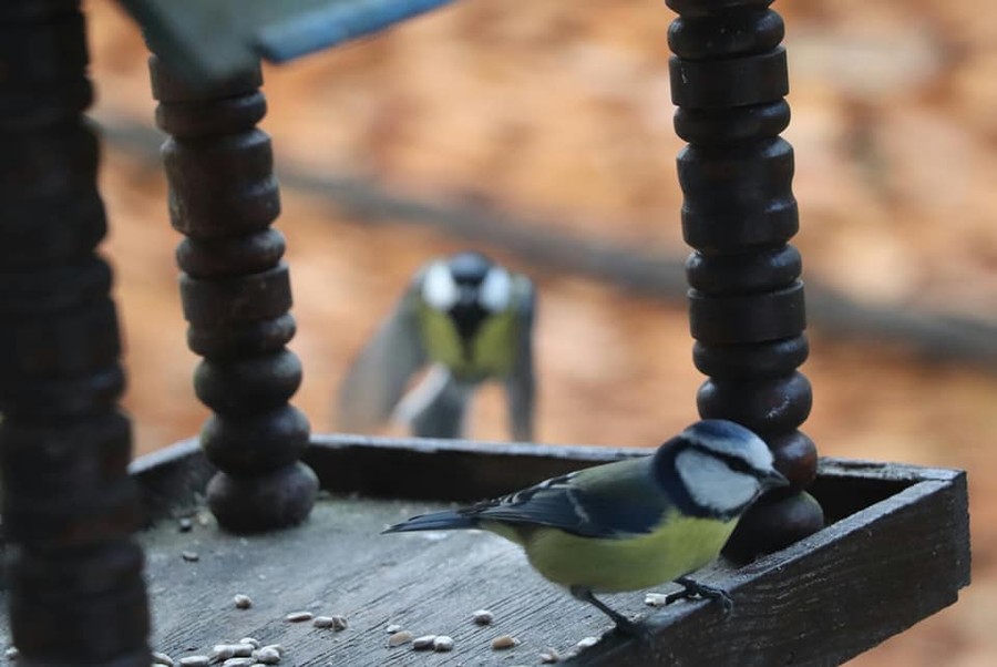 modraszka w karmniku, bogatka w tle