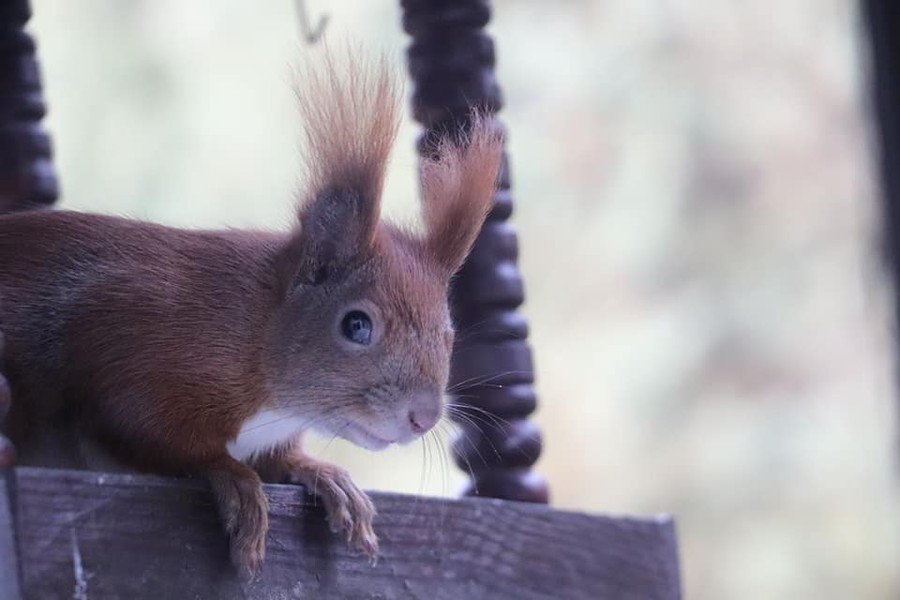 wiewiórka też chętnie odwiedzi karmnik