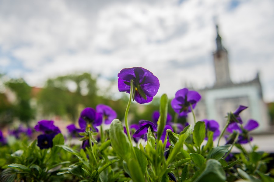 Wiosna na Kujawach i Pomorzu, fot. Łukasz Piecyk