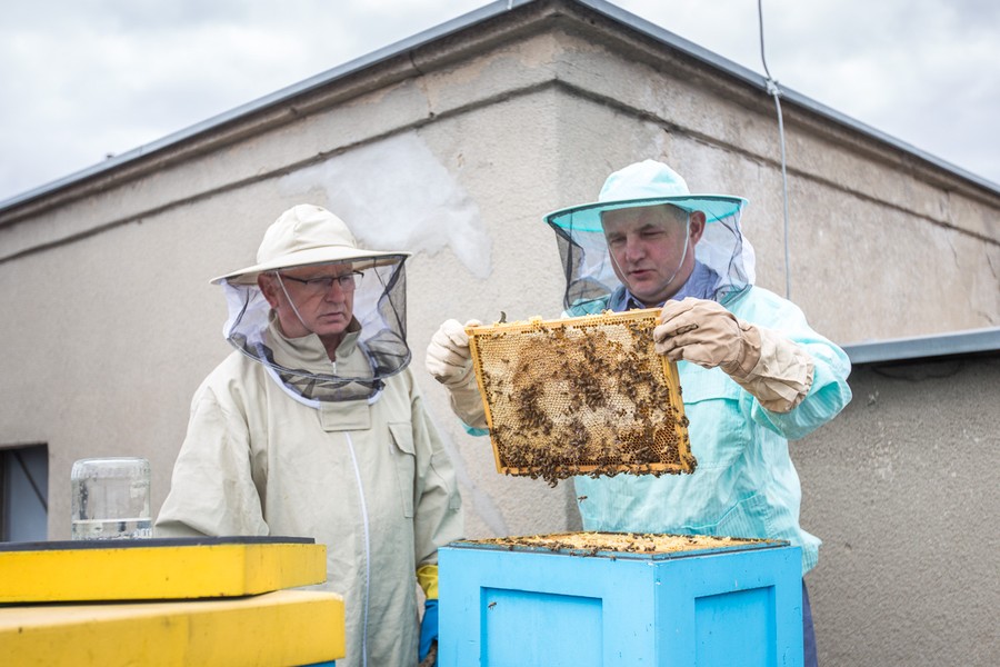 Miodobranie na dachu Urzędu Marszałkowskiego, fot. Szymon Zdziebło/Tarantoga.pl