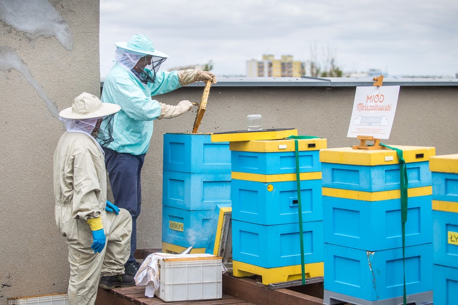 Miodobranie na dachu Urzędu Marszałkowskiego, fot. Szymon Zdziebło/Tarantoga.pl