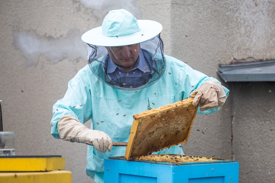 Miodobranie na dachu Urzędu Marszałkowskiego, fot. Szymon Zdziebło/Tarantoga.pl
